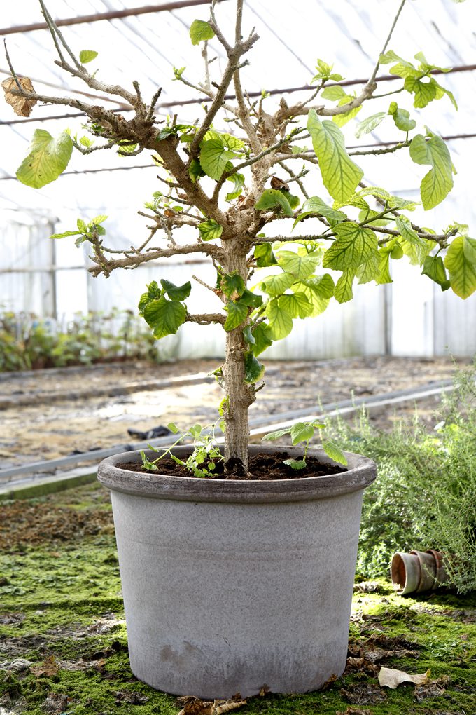 A raw grey cylindrical pot with a small tree in a greenhouse.