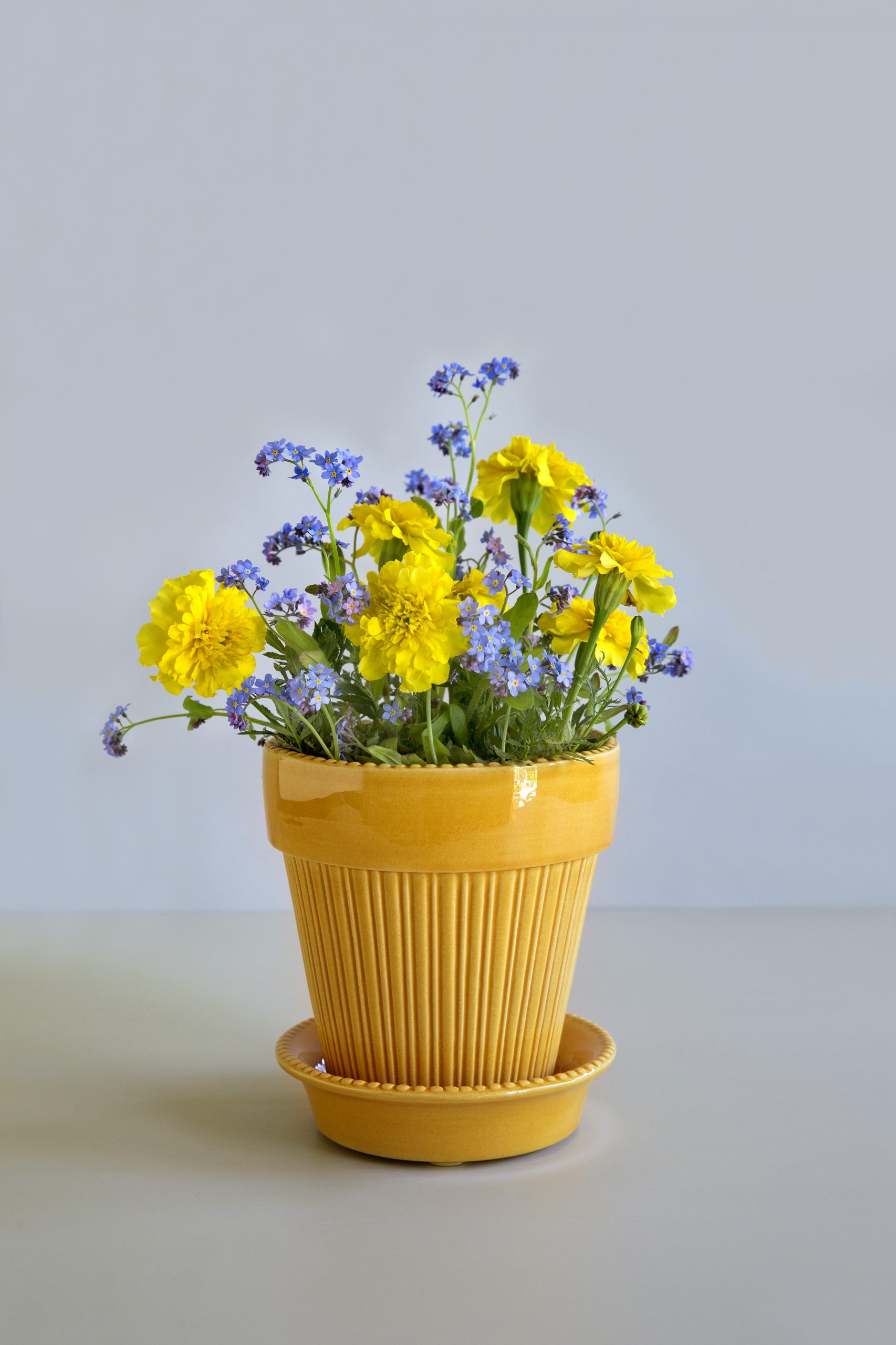 Amber yellow pot with blue and yellow flowers.
