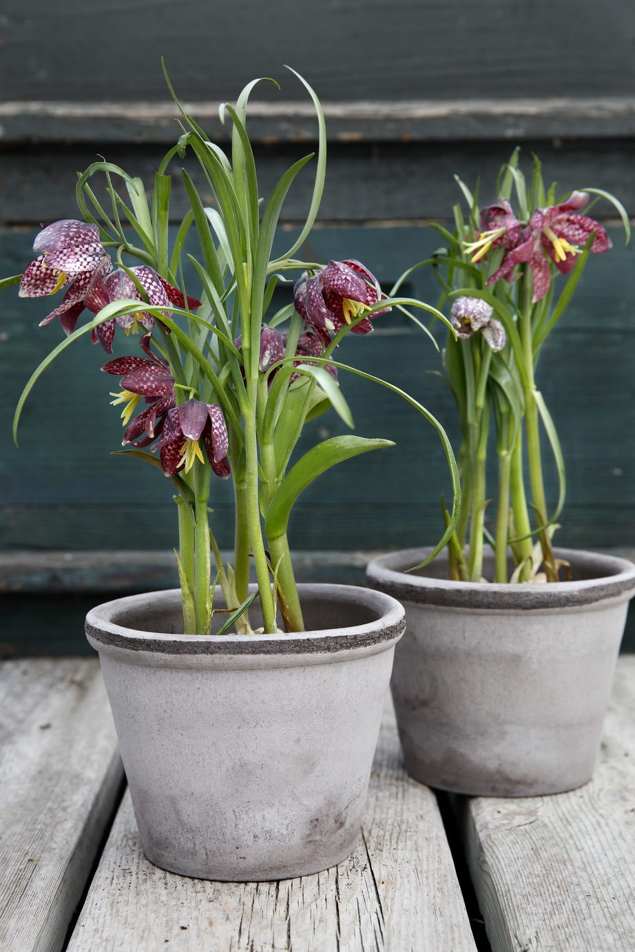 Two grey pots with flowers.
