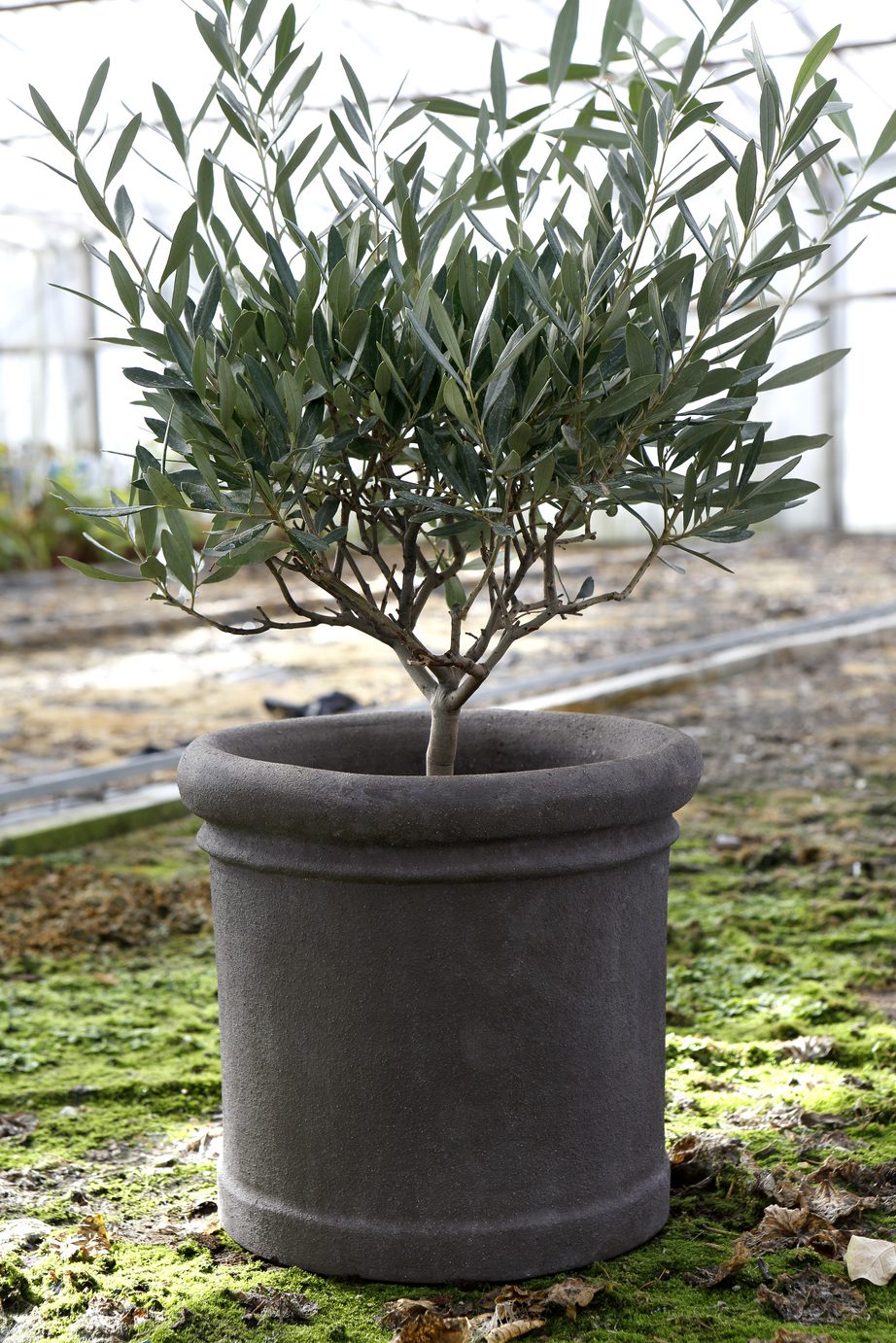 Large grey cylindrical pot with olive tree
