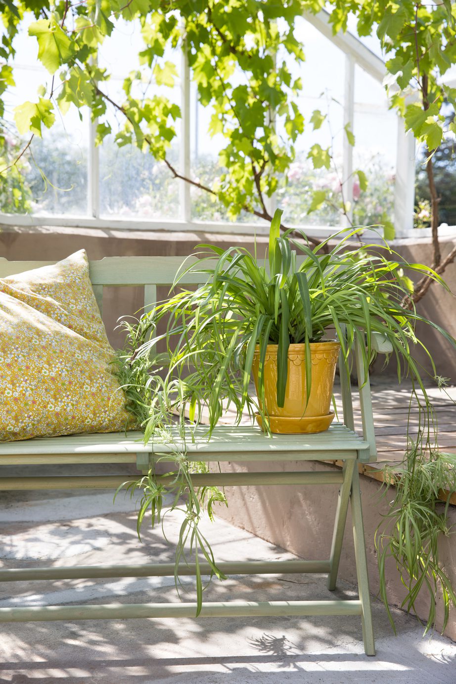 The classic and noble plant pot – Københavner. Yellow pot with green plant in a greenhouse.