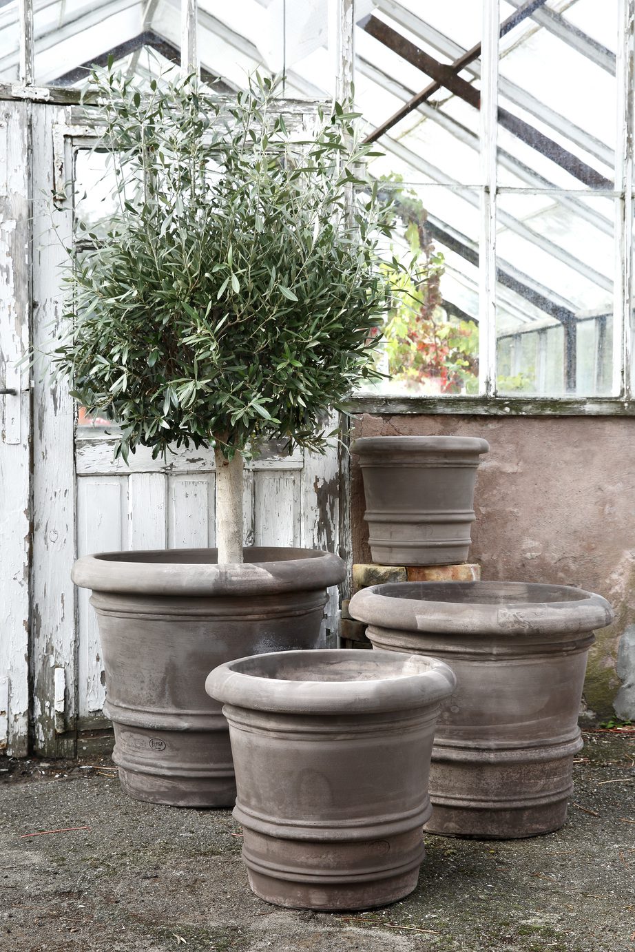 outdoor pots with olive tree