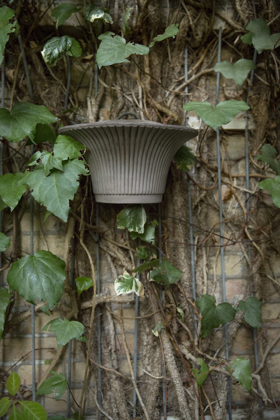 Raw grey wall pot hanging surrounded by green climbing plant.