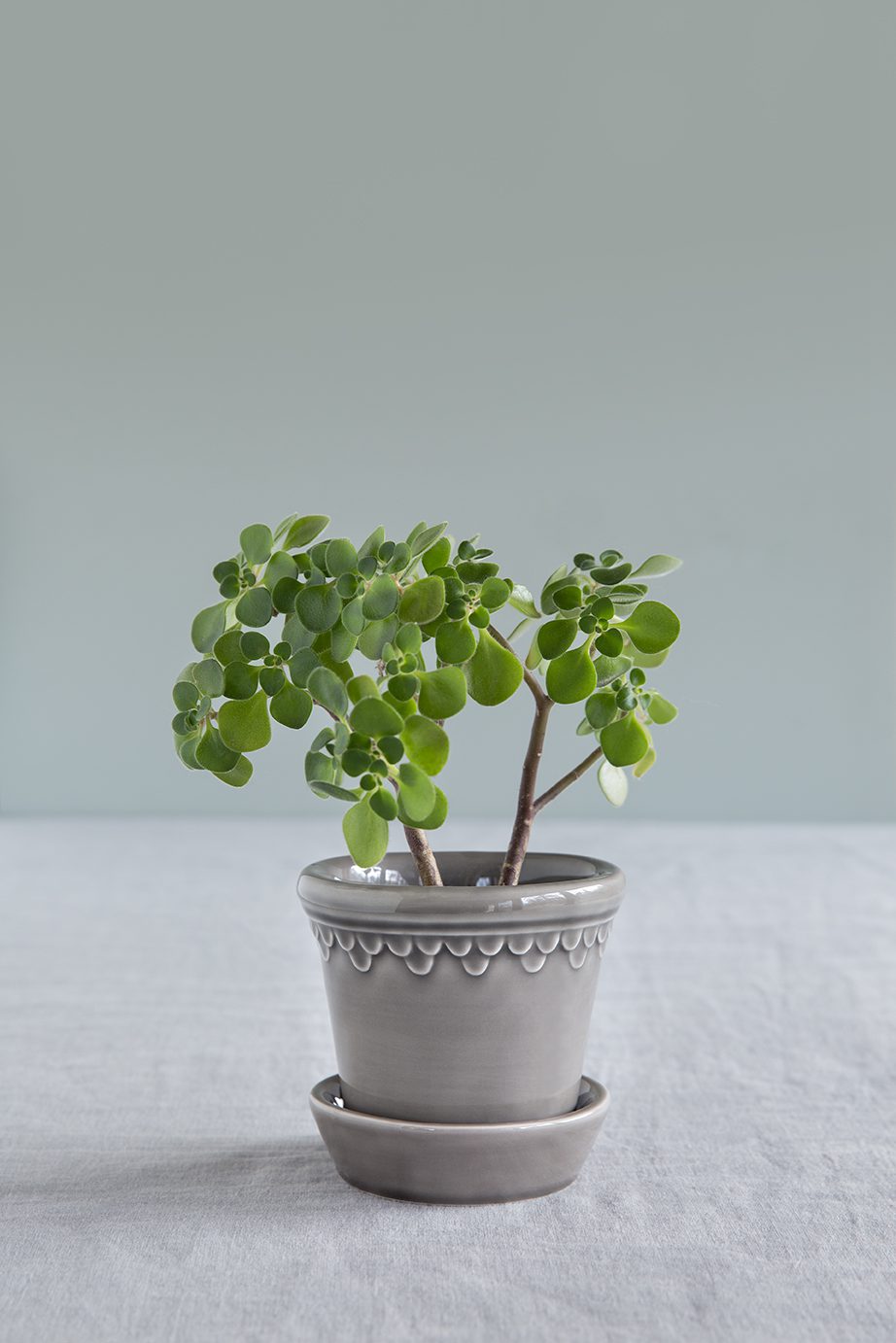 Glazed pearl grey pot with a small tree.