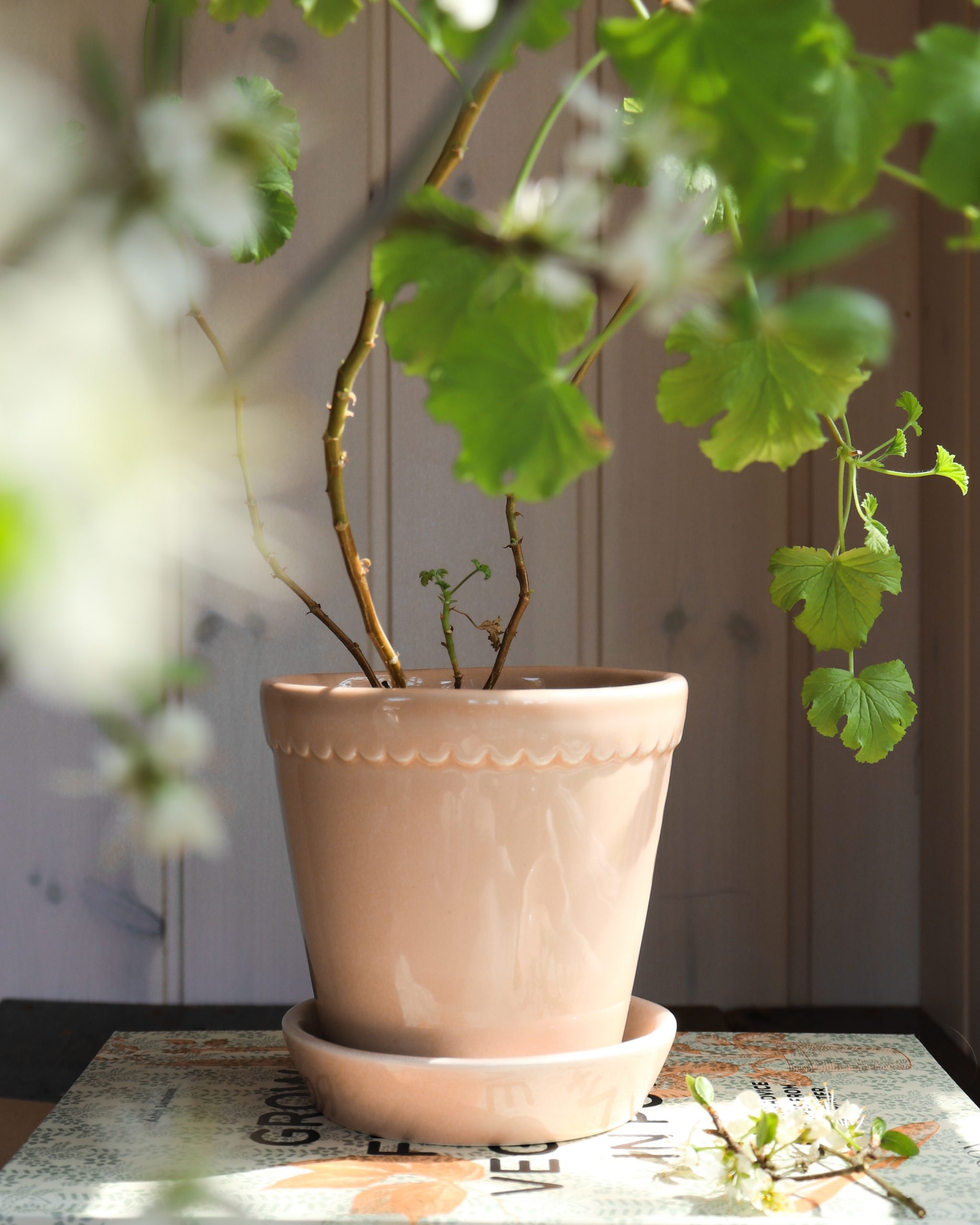 Quartz rose pots with plant.