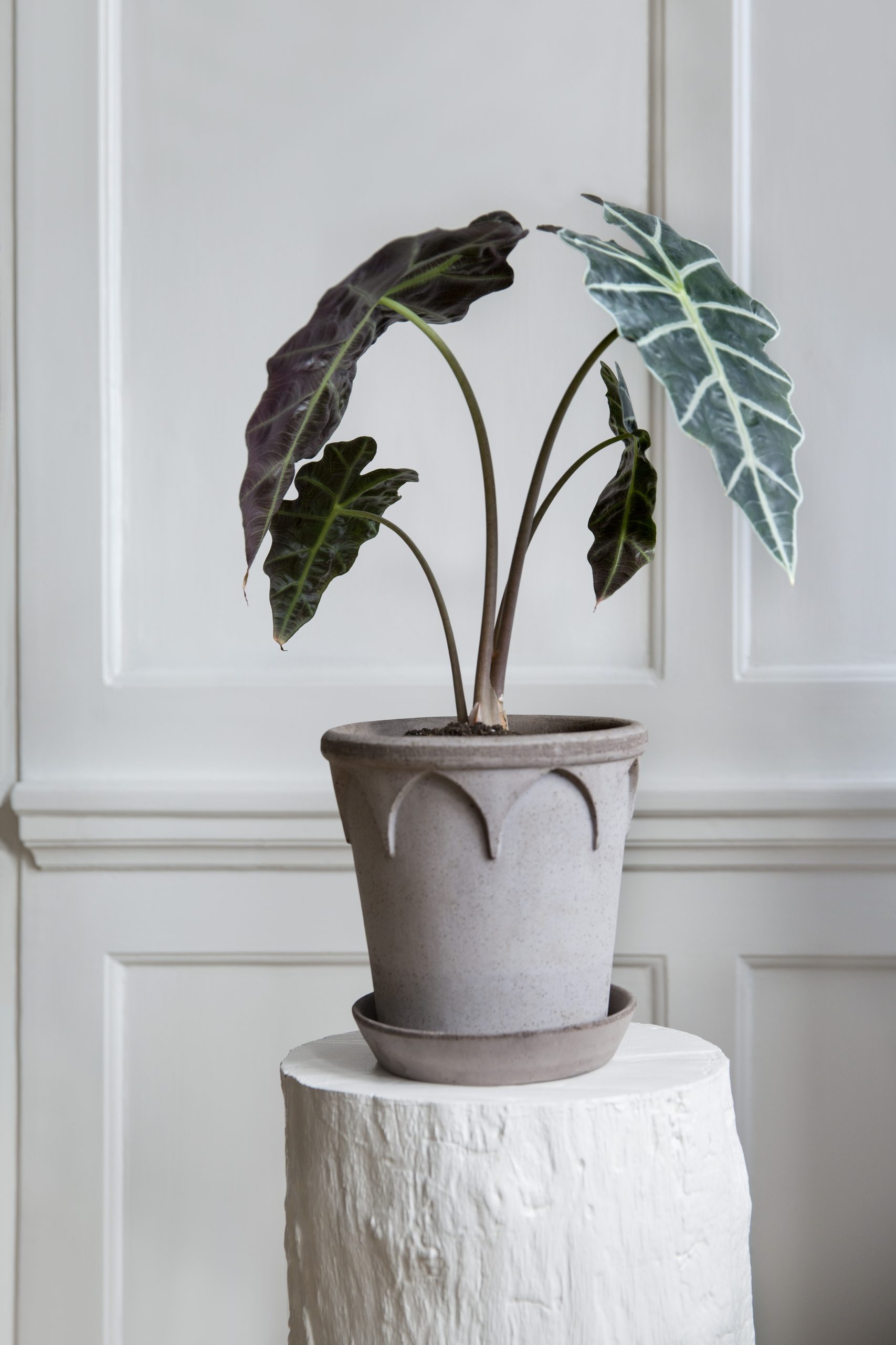 Raw grey pot with plant.