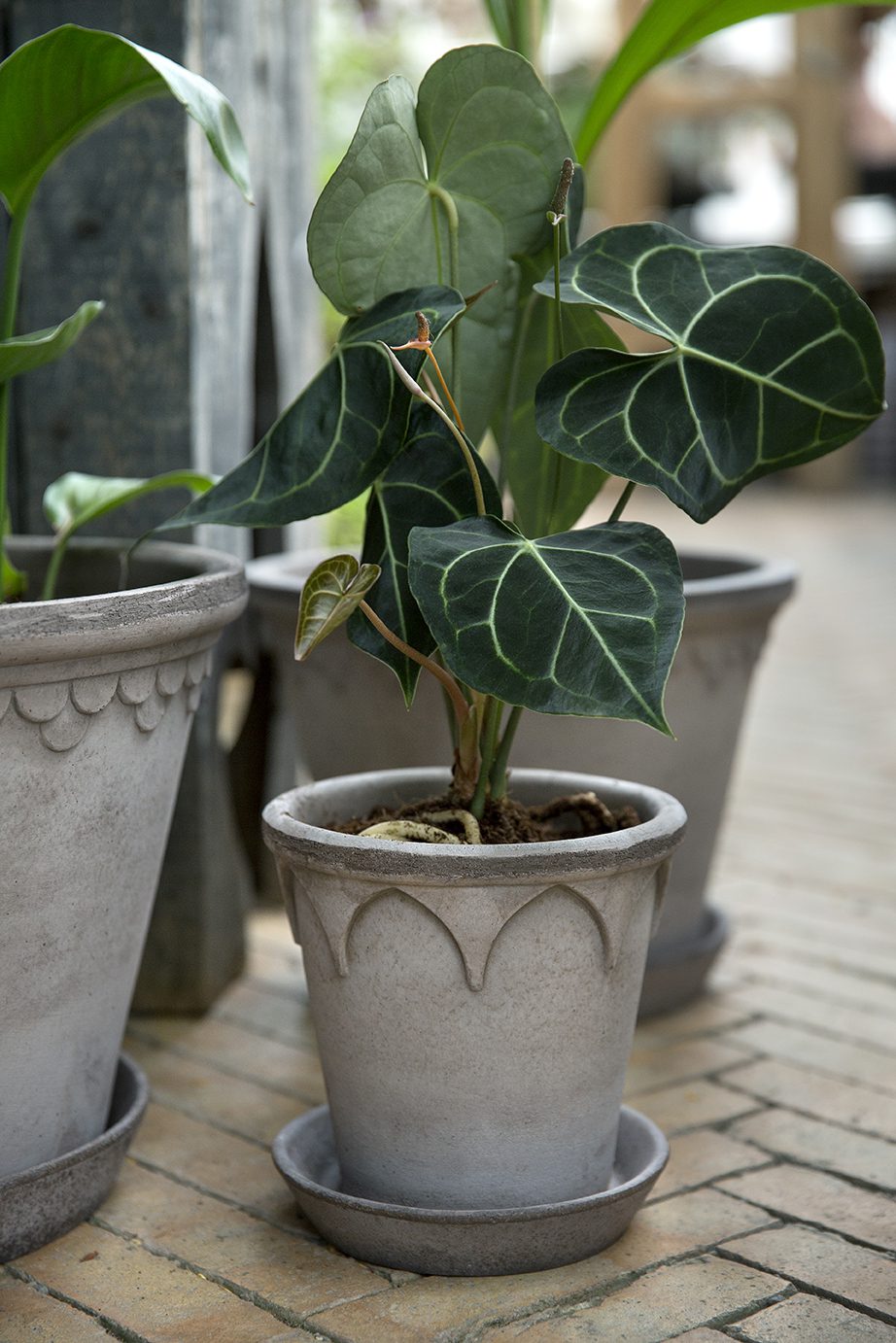 Raw grey pot with plant accompanied by two larger grey pots.
