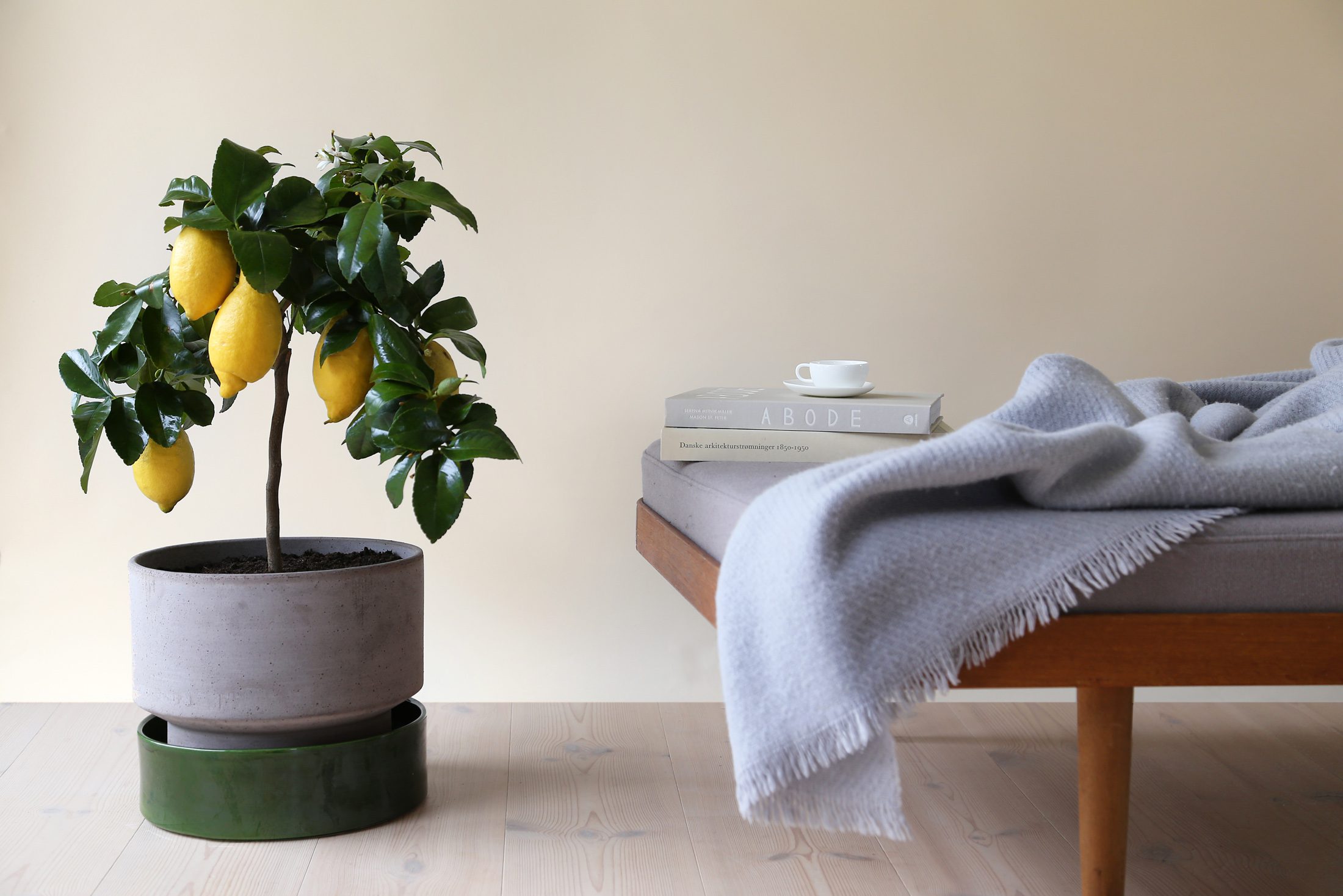 Hoff pot set with lemontree next to daybed