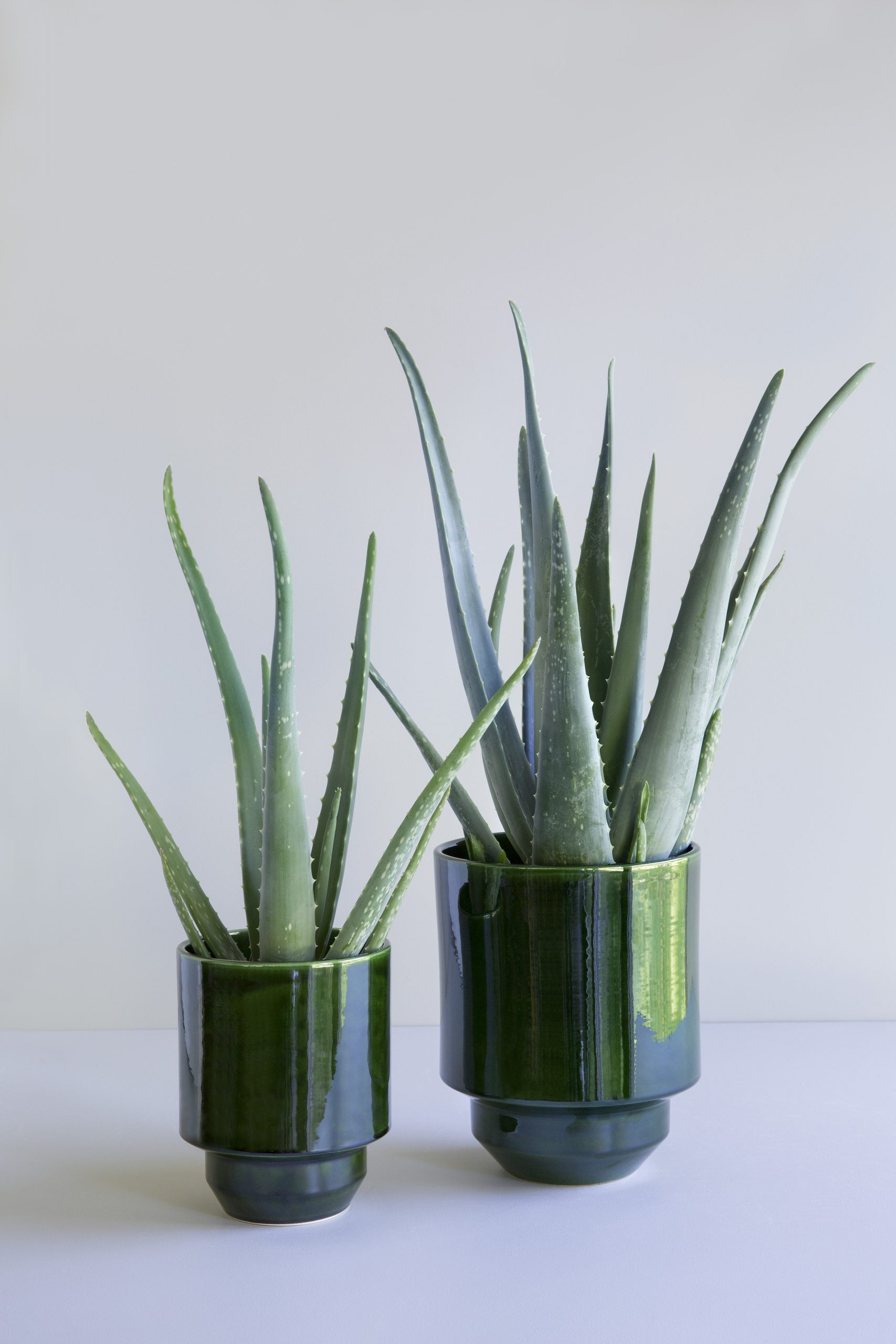 Two glazed green cover pots with succulents.