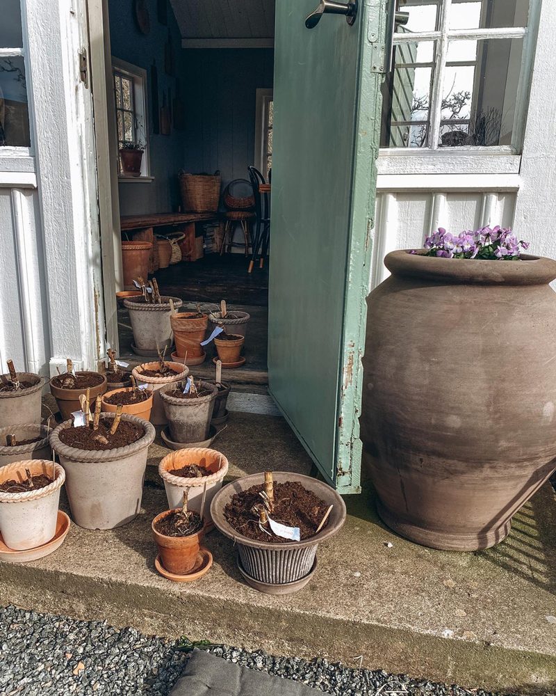 Bergs Potter terracotta pots full of Dahlia tubers ready to sprout. Photo Elin Lannsjö